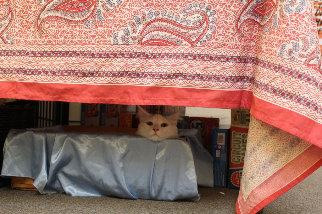 Copperfield's Books cats